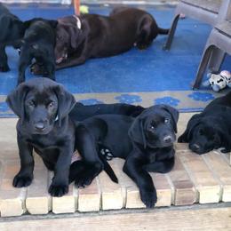Labrador Retriever Puppies from Broneck Kennels LLC