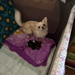 Aerial - Chihuahua