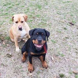 Rottweiler Puppies from Vom Arnold-Hause Rottweilers