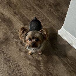 Great Danes and Yorkshire Terriers from Graham’s Danes