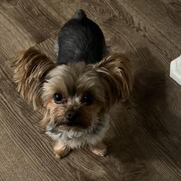 Great Danes and Yorkshire Terriers from Graham’s Danes