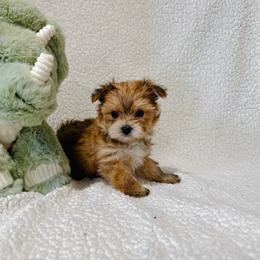PIP - Tan male Morkie puppy in Durand, Wisconsin from Larson’s Legacy Aussome Aussie Kennels