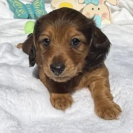 Blaze AKC Boy 3 - Red male Dachshund puppy in Sumrall, Mississippi from JP’s Dachshunds