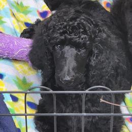 Pink collar - Black Poodle puppy in Wauconda, Illinois from WyldCard Poodles