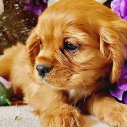 Cavalier King Charles Spaniel Puppies from Puppyloversplace