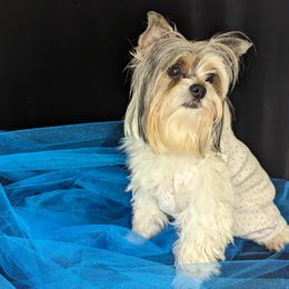 Pizzly - Yorkshire Terrier