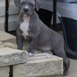 American Bully Puppies from XLRG BULLIES