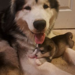 Alaskan Malamute puppies from SnoCap Kennel