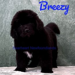 Breezy - White and black female Newfoundland puppy in Cortez, Colorado from Bear Heart Newfoundlands, LLC