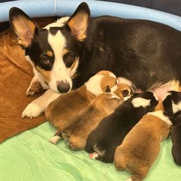 Pembroke Welsh Corgi Puppies from Corgis off Cambria