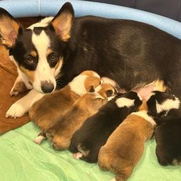 Pembroke Welsh Corgi Puppies from Corgis off Cambria