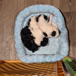 Girl 1 - Parti female Poodle puppy in North Augusta, South Carolina from Tiny Paws Luxury Pets