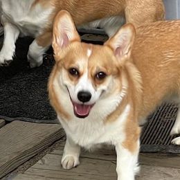 Ginger - Pembroke Welsh Corgi
