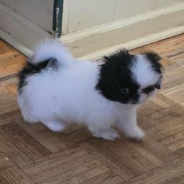 Coraline - White female Pekingese puppy in Winchester, Virginia from Posh Pekingese