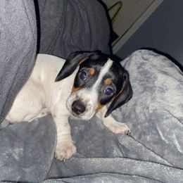 Dachshund Puppies from K&L Dachshund