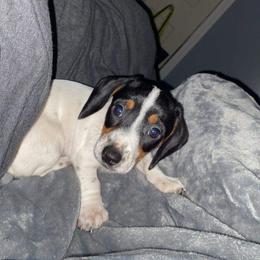 Dachshund Puppies from K&L Dachshund