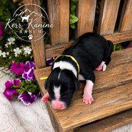 Trixie - Black and white female Sheepadoodle puppy in Ashton, Idaho from Kerr Kanine Ranch