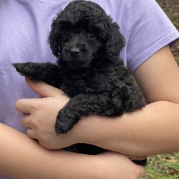 Green Collar - Black male Poodle puppy in Macon, Georgia from Mystic Mini Poodles