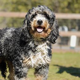 Ody - Bernedoodle