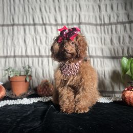 Apple - Red female Assorted Doodle Crosses puppy in Hesperia, California from House of Poodles