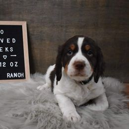 English Springer Spaniel Puppies from Riled Up Ranch Springer Spaniel Puppies