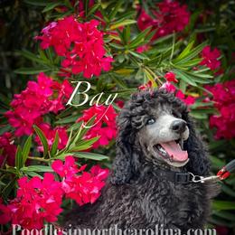 Silver Bay Champion Lineage - Silver male Poodle puppy in Greenville, North Carolina from Grace Poodles