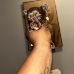 Crypto - Chocolate, tan and white male Yorkshire Terrier puppy in Lynwood, Illinois from SaintNicksWay