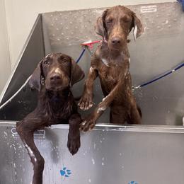 Labrador Retriever Puppies from Creekside Canines