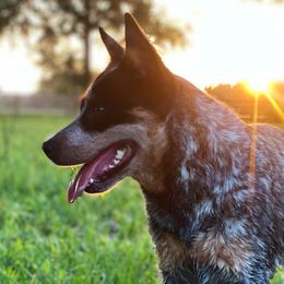 Australian Cattle Dogs from Turquoise Ranch