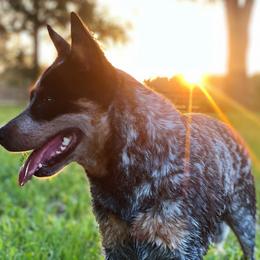 Australian Cattle Dogs from Turquoise Ranch