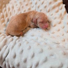 Star - Cream female Dachshund puppy in Huachuca City, Arizona from Az's B&B Doxies