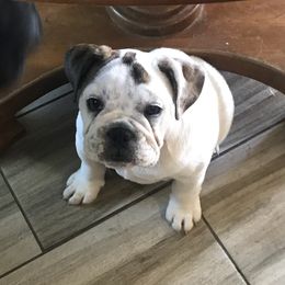 Bulldogs from Moon Bear
