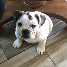 Bulldogs from Moon Bear