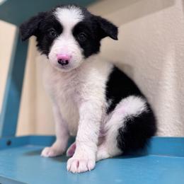 Happy - Black and white male Border Collie puppy in Oberlin, Kansas from Hangin R Kennels
