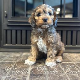Shadow - Sable and white male Cockapoo puppy in Payson, Utah from Crandall’s Doodle Barn