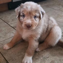 Mia FIFA - Red merle female Australian Shepherd puppy in Solon, Maine from Mountain Range Australian Shepherds