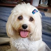 Summer - Cavachon