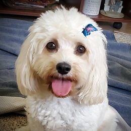 Summer - Cavachon