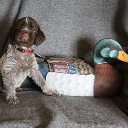 Red - Brown and gray male Wirehaired Pointing Griffon puppy in Afton, Wisconsin from Daehler's Wirehaired Pointing Griffons