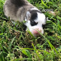 Pomsky Puppies from My Perfect Pomsky Pet