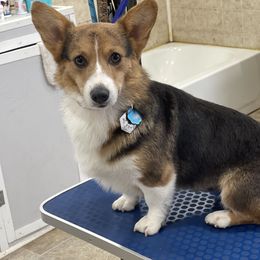 Bagel - American Corgi