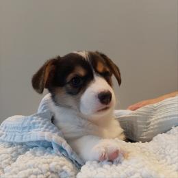 Pembroke Welsh Corgi Puppies from Patrick's Pembroke Welsh Corgis