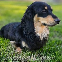 Ollie - Dachshund