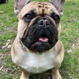 French Bulldogs from Beantown Bullz