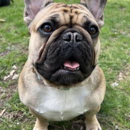 French Bulldogs from Beantown Bullz