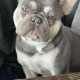 French Bulldog All Grown Up from Blueridge Frenchies