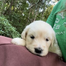 Max - Golden Retriever puppy from Southern Belle's Puppies