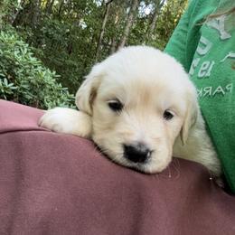 Max - Golden Retriever puppy from Southern Belle's Puppies