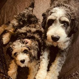 Bernedoodle and Dachshund All Grown Up from Heavenly Heritage Dachshunds and Doods