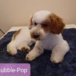 Bubble-Pop - Poodle